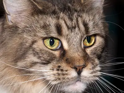 Close-up of a brown-grey tabby Maine Coon with yellow-green eyes and long whiskers