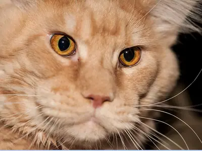 Close-up of a cream Maine Coon with amber eyes looking straight ahead