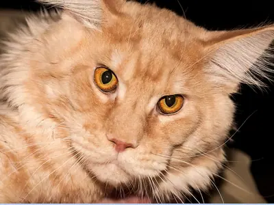 Fluffy cream Maine Coon tilting its head toward the camera