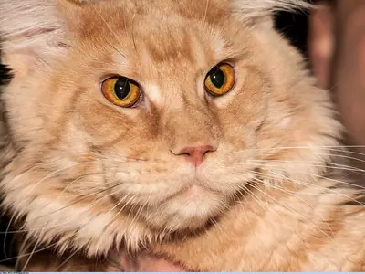 Cream Maine Coon with amber eyes held in someone's arms