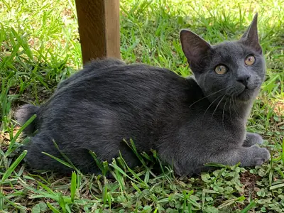Young blue-grey Manx lying on the grass, yellow eyes facing the camera