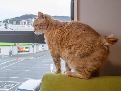 Orange tabby Manx with a stumpy tail standing on a chair back by a window