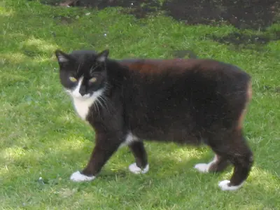 Tailless black-and-white Manx walking across a lawn