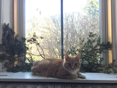 Orange tabby Manx kitten lying on a windowsill beside potted plants