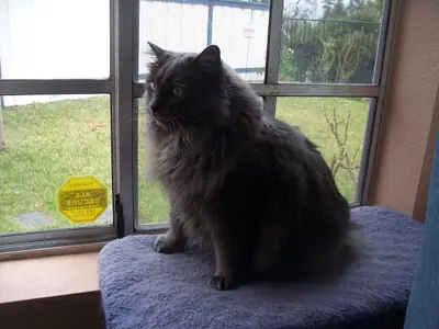 Black long-haired Manx, or Cymric, perched on a cushioned seat by a window