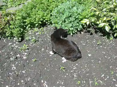 Black Manx lying with its back to the camera on bare soil by shrubs