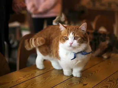 Short-legged orange-and-white Munchkin wearing a blue scarf, standing on a wooden table