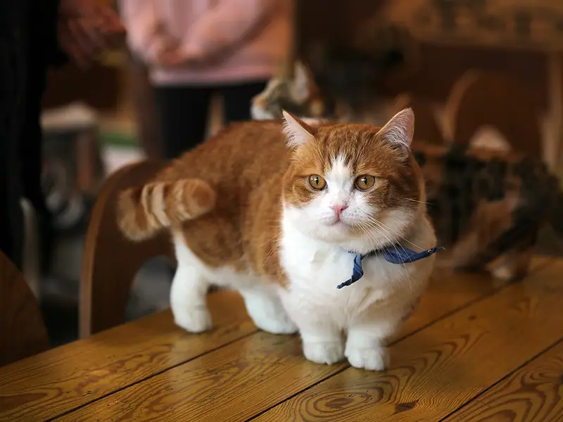 Short-legged orange-and-white Munchkin wearing a blue scarf, standing on a wooden table