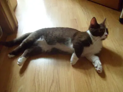 Grey-and-white Munchkin stretched out on a wooden floor, looking back