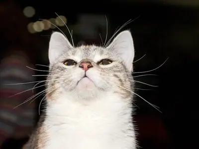 Grey tabby-and-white Munchkin looking upward against a dark background