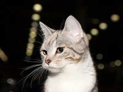 Grey tabby-and-white Munchkin looking to the side against blurred lights