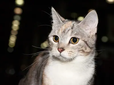 Grey tabby-and-white Munchkin with amber eyes looking at the camera