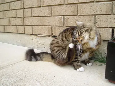 Long-haired brown tabby Munchkin grooming itself beside a brick wall