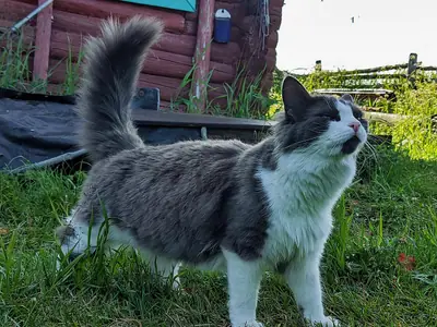 Blue-and-white Munchkin standing on grass, tail up, looking skyward