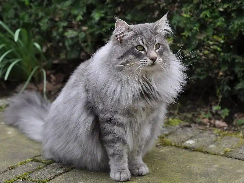 Long-haired silver-grey Norwegian Forest Cat sitting on a stone path in a garden