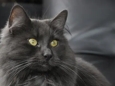 Smoky grey Norwegian Forest Cat with a dense coat and yellow eyes facing forward