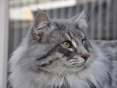 Grey tabby Norwegian Forest Cat lying down with a pale ruff, looking right