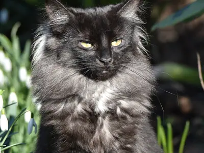 Shaggy black smoke Norwegian Forest Cat sitting among plants, yellow eyes half shut