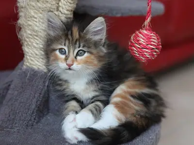 White-chested calico kitten lying on a cat tree beside a red yarn ball