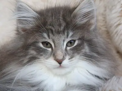 Fluffy blue-and-white Norwegian Forest Cat kitten, 12 weeks old