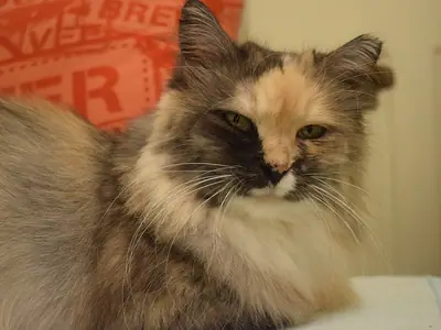 Long-haired Norwegian Forest Cat with a split dark and cream face, lying on a cushion