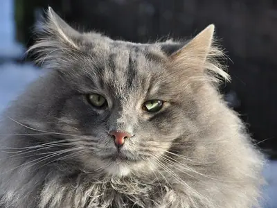 Fluffy grey tabby Norwegian Forest Cat enjoying winter sun, facing the camera