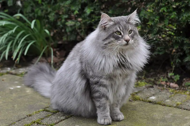 Long-haired silver-grey Norwegian Forest Cat sitting on a stone path in a garden