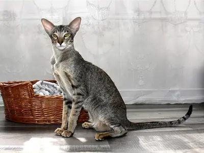 Black spotted tabby Oriental Shorthair with huge ears sitting by a wicker basket