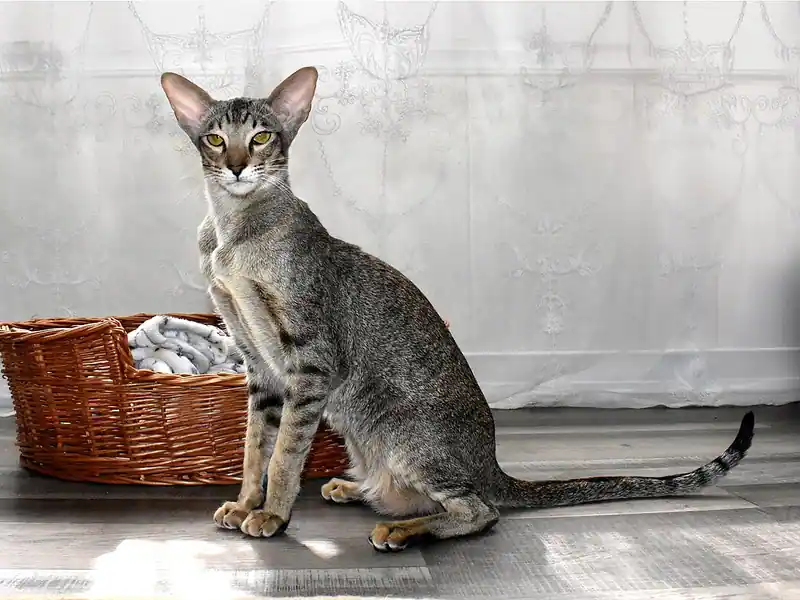 Black spotted tabby Oriental Shorthair with huge ears sitting by a wicker basket