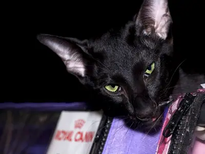 Jet-black Oriental Shorthair with green eyes and large ears