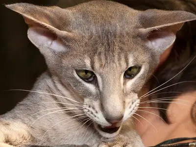 Grey tabby Oriental Shorthair with huge ears, a long face and green eyes