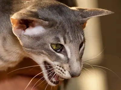 Grey tabby Oriental Shorthair mid-meow, looking to the left