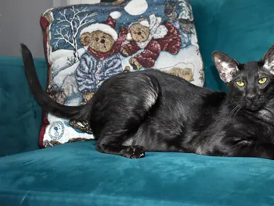 Jet-black Oriental Shorthair with green eyes lying on a teal sofa