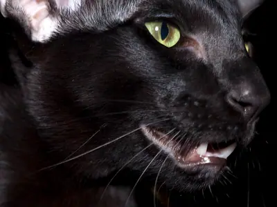 Close-up of a black Oriental Shorthair with green eyes and open mouth