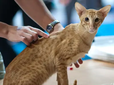 Red spotted tabby Oriental Shorthair sitting on a judging table as a hand strokes it