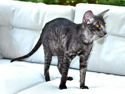 Slender black smoke Oriental Shorthair standing on a white sofa