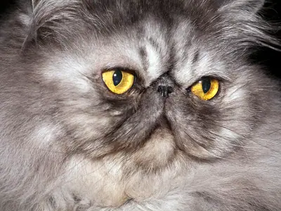 Close-up of a long-haired silver-grey Persian with copper-gold eyes and a flat face