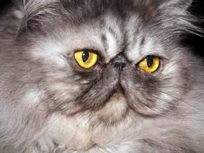 Close-up of a long-haired silver-grey Persian with copper-gold eyes and a flat face
