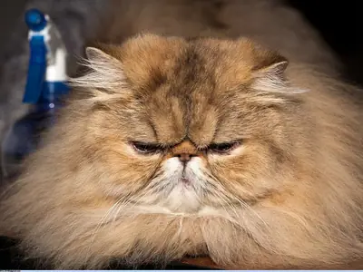 Long-haired golden-brown Persian lying down and staring ahead at a show