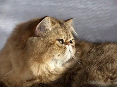 Brown-patterned long-haired Persian lying down and turning its head to the right