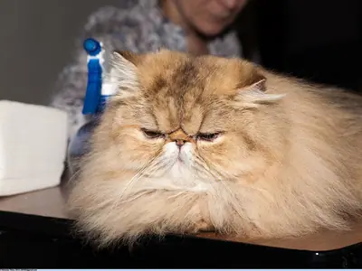Golden-brown Persian lying on a judging table with a person standing behind