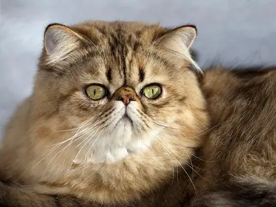 Brown-patterned Persian with green eyes lying down, facing the camera