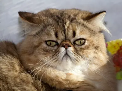 Close-up of a brown-patterned Persian with green eyes, round cheeks and a short nose
