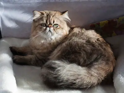 Long-haired brown-patterned Persian curled on a white cushion, bushy tail in view