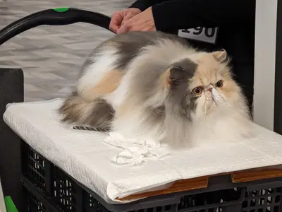 Long-haired calico Persian lying on a white padded tray at a cat show