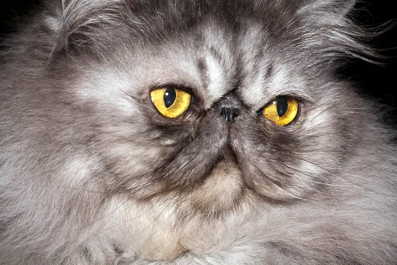 Close-up of a long-haired silver-grey Persian with copper-gold eyes and a flat face