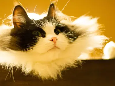 Long-haired black-and-white RagaMuffin lying on a wooden shelf, gazing up