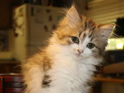 Long-haired calico RagaMuffin kitten sitting on a table, glancing sideways