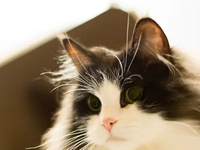 Fluffy black-and-white RagaMuffin sitting on a shelf in warm light