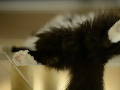 Black-and-white RagaMuffin lying on its back with front paws spread wide